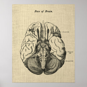 Poster Anatomia cerebral n.º 3 Arte com fundo creme