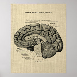 Poster Anatomia cerebral n.o 2 com fundo creme