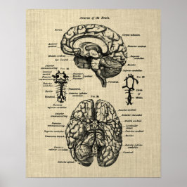 Poster Anatomia cerebral n.o 4 Fundo de Creme