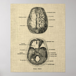Poster Anatomia cerebral n.o 5 com fundo creme