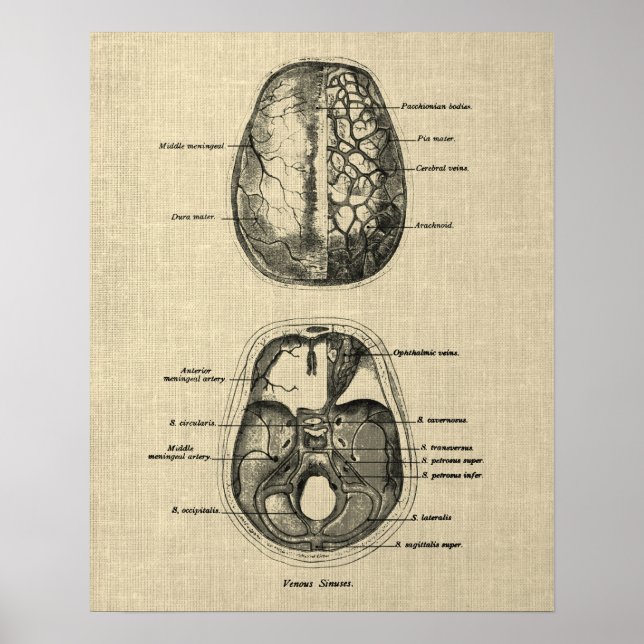 Poster Anatomia cerebral n.o 5 com fundo creme (Frente)