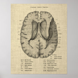 Poster Anatomia cerebral n.o 7 com fundo creme