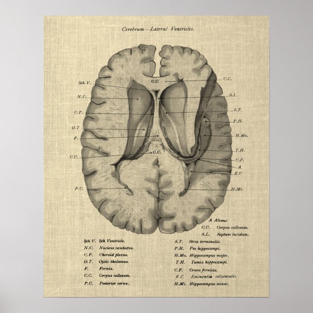 Poster Anatomia cerebral n.o 7 com fundo creme (Frente)