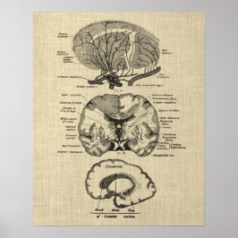 Poster Anatomia cerebral n.o 8 com fundo creme