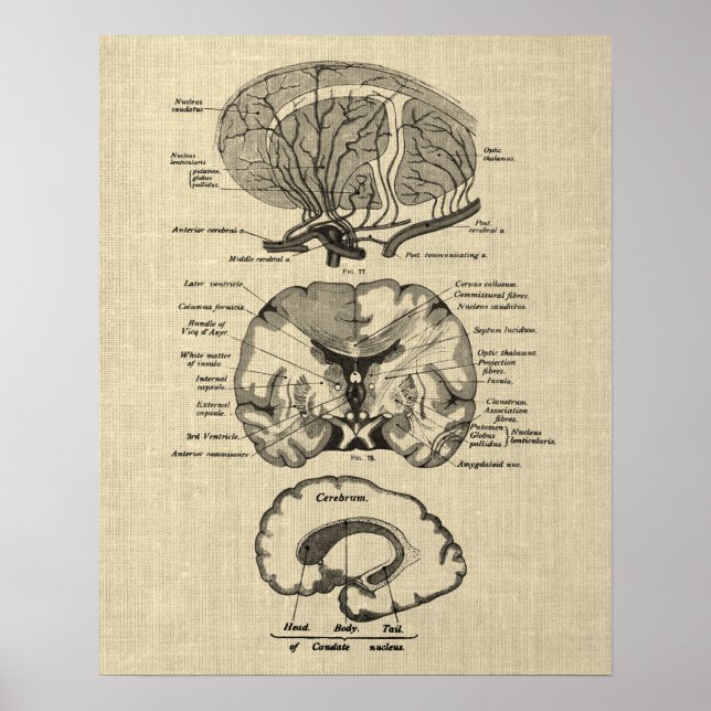 Poster Anatomia cerebral n.o 8 com fundo creme (Frente)