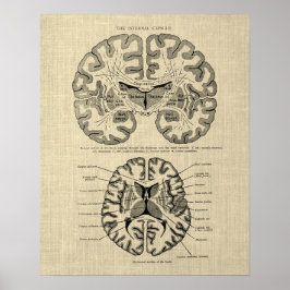 Poster Anatomia cerebral n.o 9 com fundo creme