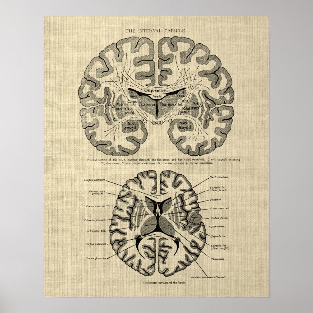 Poster Anatomia cerebral n.o 9 com fundo creme (Frente)