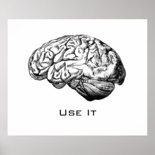 Póster Anatomia cerebral - Use-a