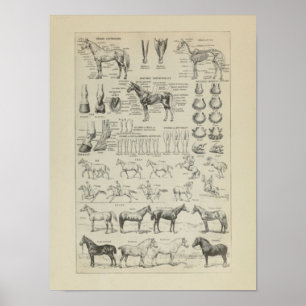 Poster Anatomia Cheval Aplobs Anatomia de Cavalo de Esqui