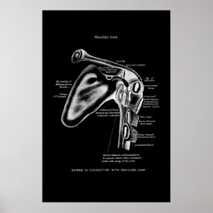 Poster Anatomia comum do ombro Decoração da parede méd