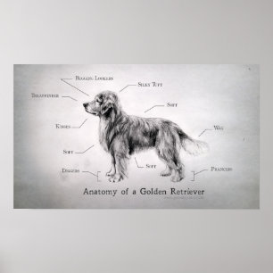 Póster Anatomia correta de um golden retriever