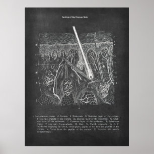 Poster Anatomia cutânea Visão Secundária Decor Dermatolog