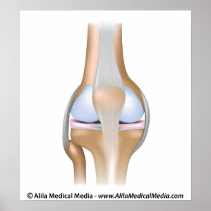 Póster Anatomia da articulação do joelho sem rótulo.
