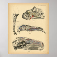 Anatomia da cabeça do cavalo 1908 Vintage Impressã
