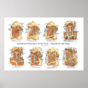 Póster Anatomia da camada superficial & profunda da carta