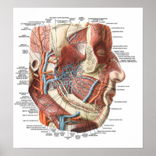 Poster Anatomia da cara