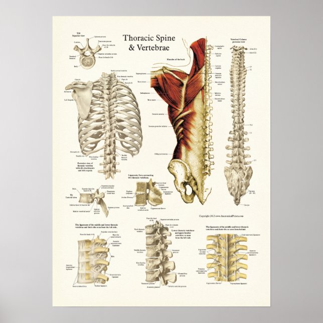Poster Anatomia da coluna torácica e das vértebras (Frente)