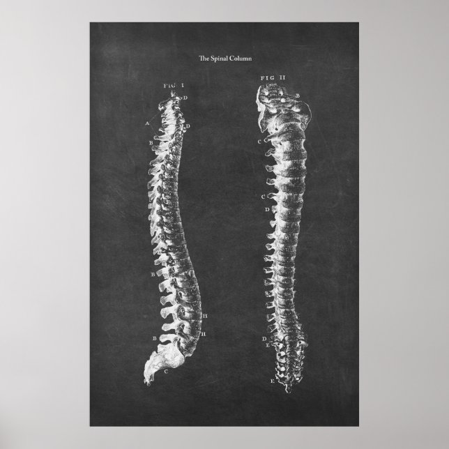 Poster Anatomia da coluna vertebral Arte Física da Terapi (Frente)