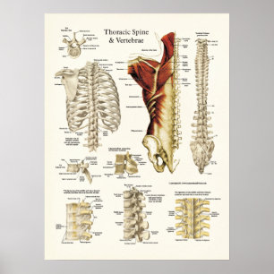 Poster Anatomia da espinha e das vértebras torácicas