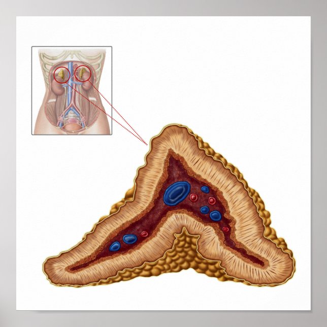 Poster Anatomia Da Glândula Adrenal, Seção Transversa (Frente)