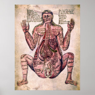 Poster ANATOMIA DA MULHER GRÁVIDA c. século catorze
