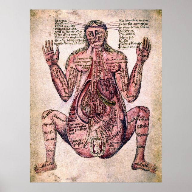 Poster ANATOMIA DA MULHER GRÁVIDA c. século catorze (Frente)