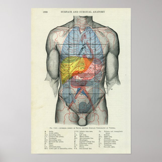 Póster Anatomia da superfície humana relacionada com os ó (Frente)