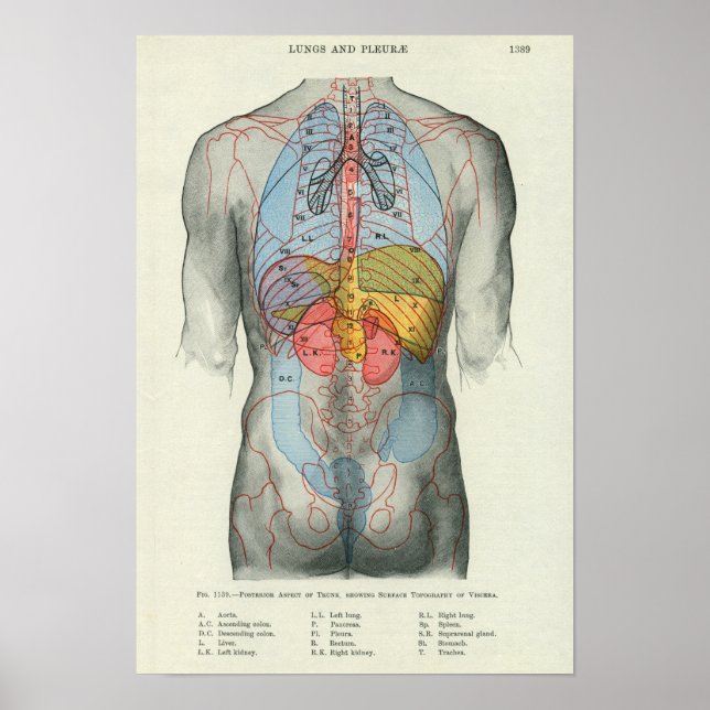 Póster Anatomia da superfície humana relacionada com os ó (Frente)