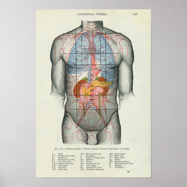 Poster Anatomia da superfície humana relacionada com os ó (Frente)