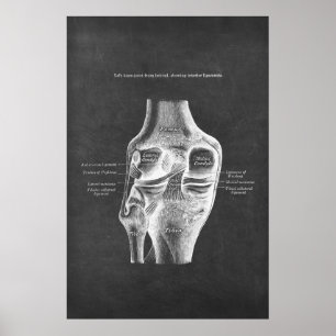 Poster Anatomia da Visão Posterior do Joelho