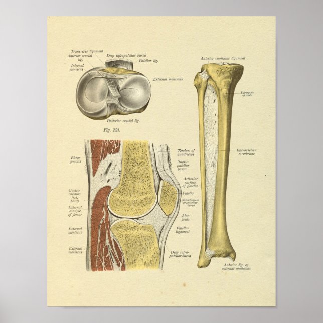 Poster Anatomia das articulações das pernas do joelho Imp (Frente)