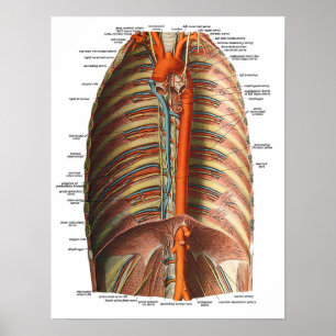 Póster Anatomia das costelas e do torax