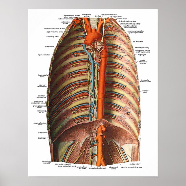 Póster Anatomia das costelas e do torax (Frente)