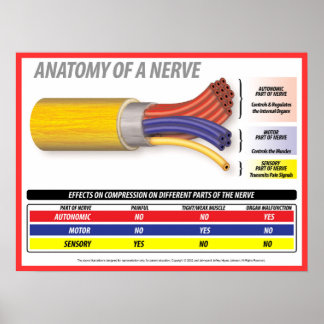 Poster Anatomia de A Nerve 2015