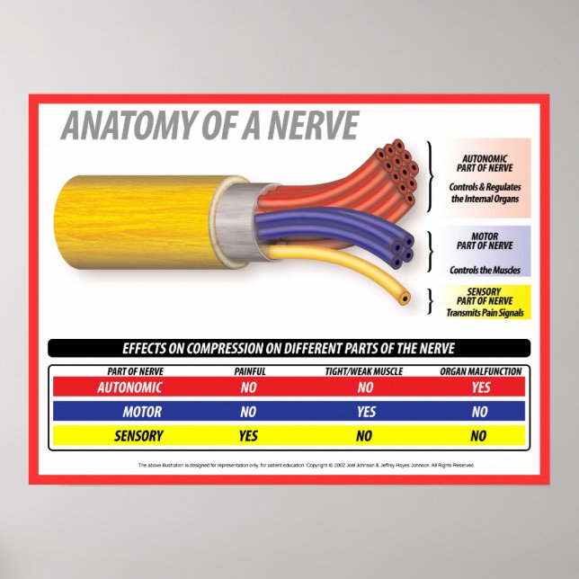 Poster Anatomia de A Nerve 2015 (Frente)