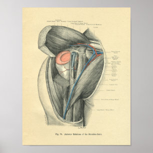 Póster Anatomia de Frohse do vintage do braço & do ombro
