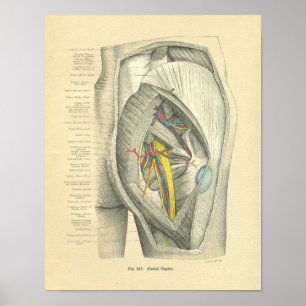 Póster Anatomia de Frohse do vintage do quadril & do pé
