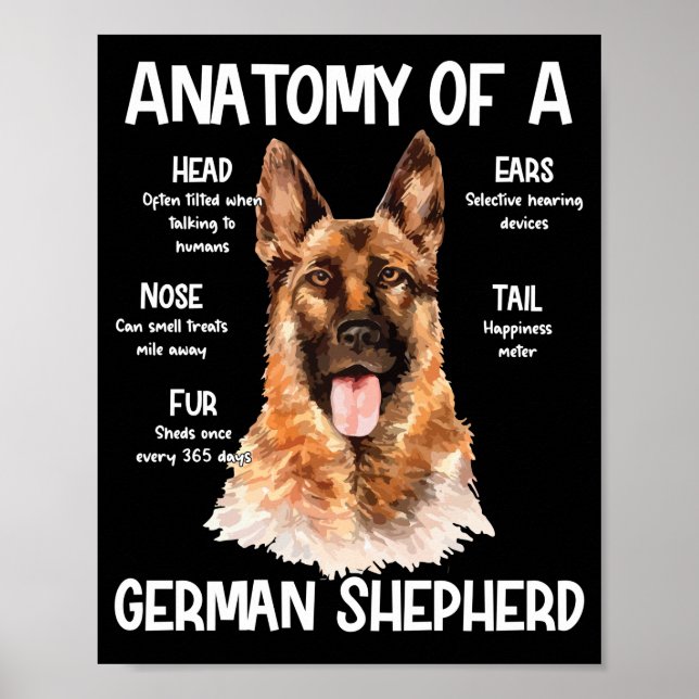 Poster Anatomia De German shepherd Para Cachorros (Frente)