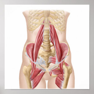 Póster Anatomia de Iliopsoa, os músculos do quadril da