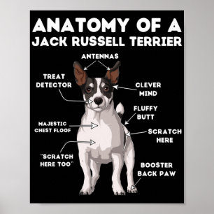Poster Anatomia de Jack Russell Terrier