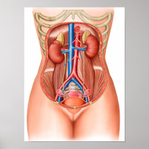 Poster Anatomia de órgãos humanos