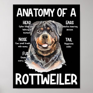 Poster Anatomia De Rottweiler Para Cachorros