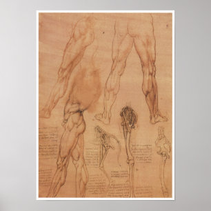 Poster Anatomia de superfície da extrema baixa, Da Vinci