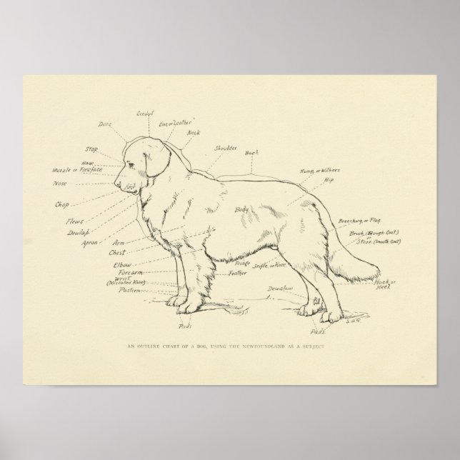 Poster Anatomia de superfície do gráfico de cães (Frente)