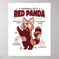 Anatomia de um Amante de os animais de Panda Verme
