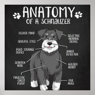 Poster Anatomia De Um Cachorro Cuto Schnauzer