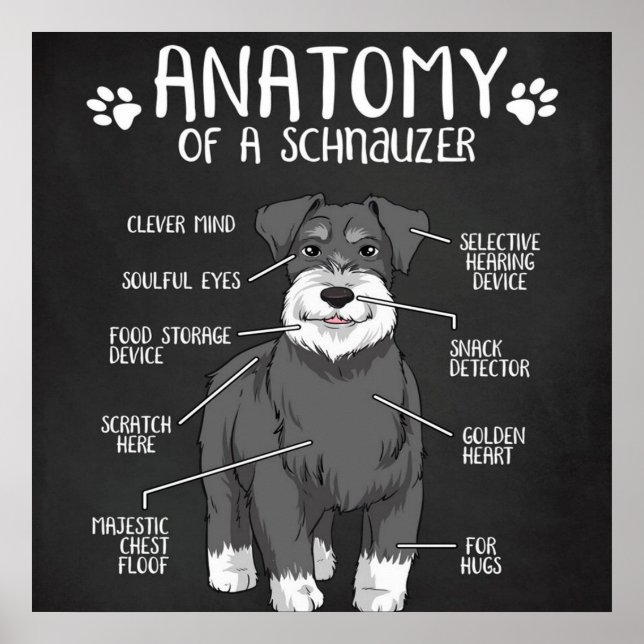 Poster Anatomia De Um Cachorro Cuto Schnauzer (Frente)