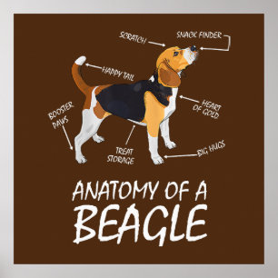 Poster Anatomia De Um Cachorro De Beagle