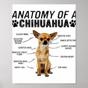 Poster anatomia de um cão chihuahua amante