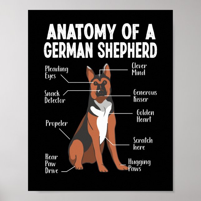 Poster Anatomia de um cão German shepherd Mãe (Frente)